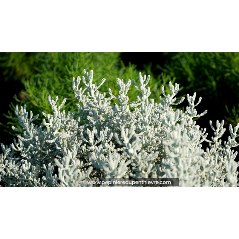 SANTOLINA chamaecyparissus