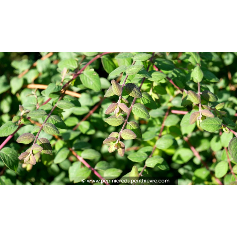 SYMPHORICARPOS x chenaultii 'Hancock'