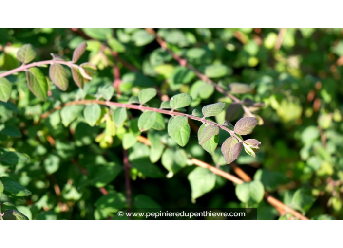 SYMPHORICARPOS x chenaultii 'Hancock'