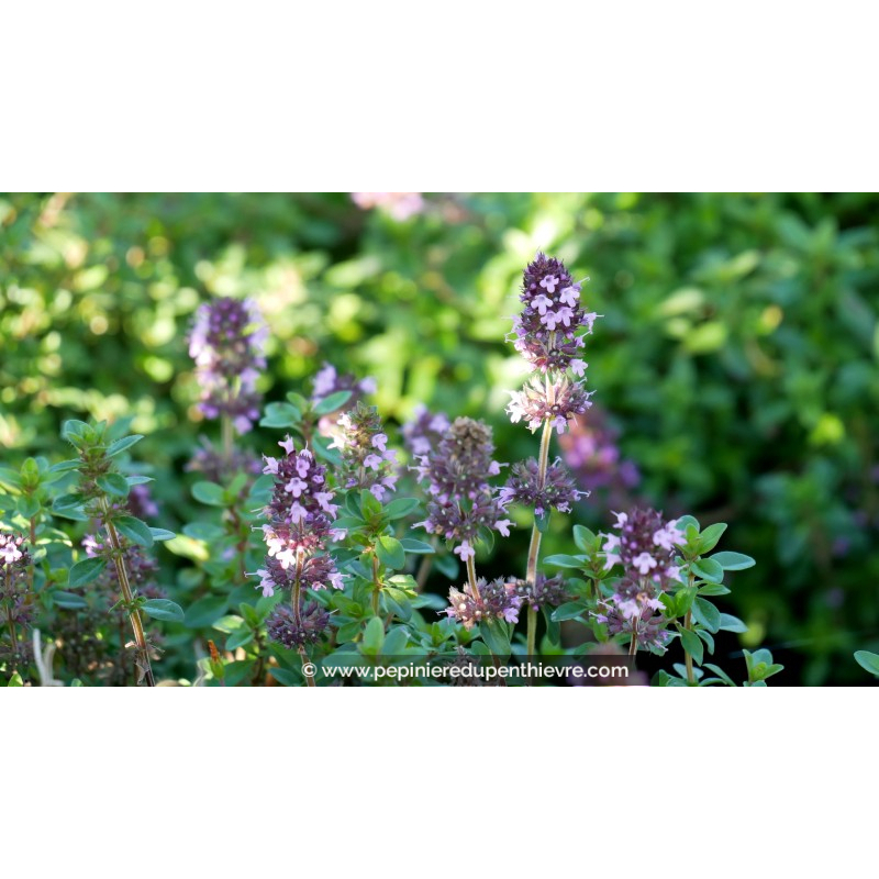 THYMUS serpyllum