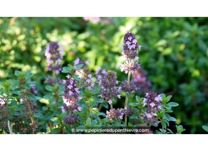 THYMUS serpyllum