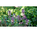 THYMUS serpyllum THYMUS serpyllum