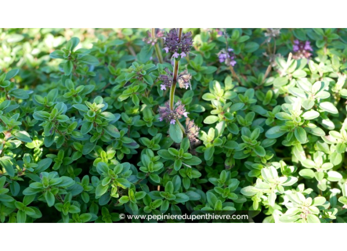 THYMUS serpyllum THYMUS serpyllum