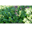 THYMUS serpyllum THYMUS serpyllum
