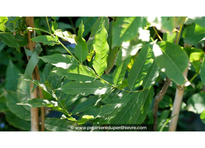 WISTERIA floribunda 'Macrobotrys'