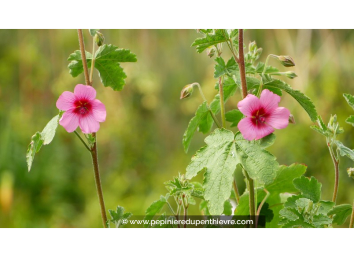 ANISODONTEA capensis 'El Rayo' ANISODONTEA capensis 'El Rayo'