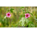 ANISODONTEA capensis 'El Rayo' ANISODONTEA capensis 'El Rayo'