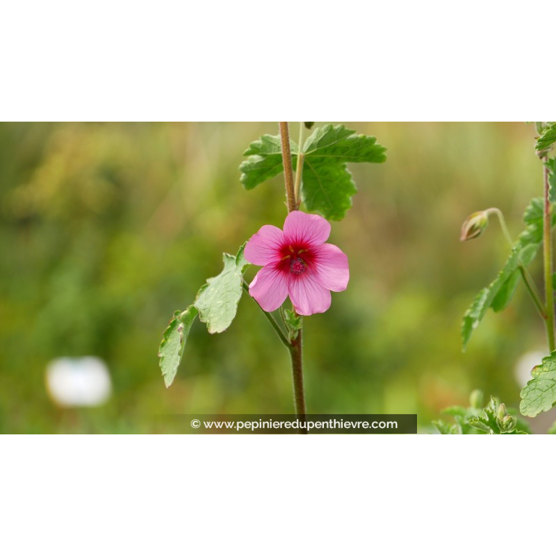 ANISODONTEA capensis 'El Rayo'