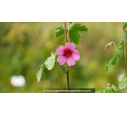 ANISODONTEA capensis 'El Rayo' ANISODONTEA capensis 'El Rayo'