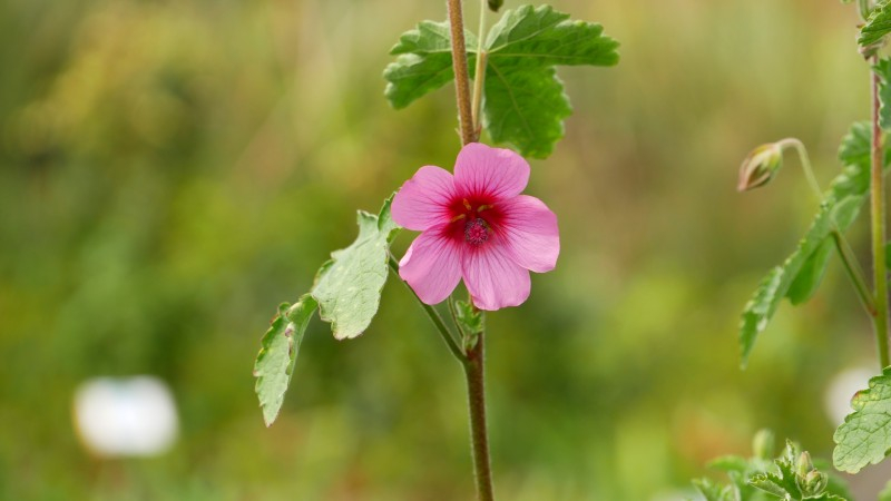 ANISODONTEA capensis 'El Rayo', fleur rose vif-Pépinière du Penthièvre