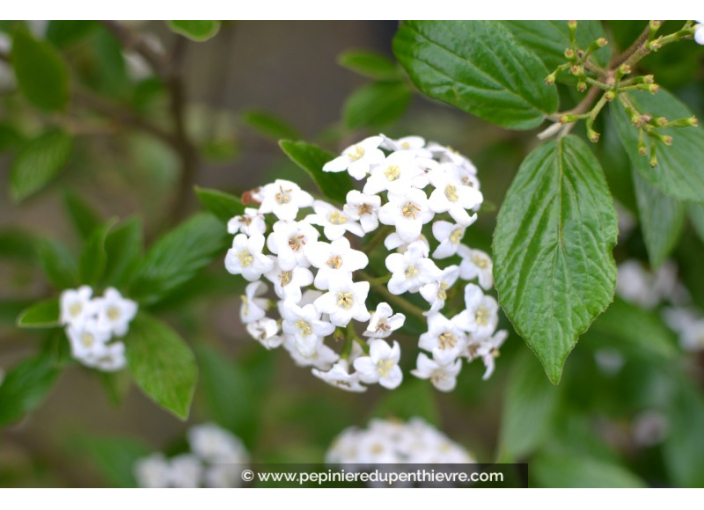 VIBURNUM x burkwoodii