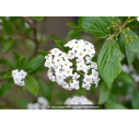 VIBURNUM x burkwoodii