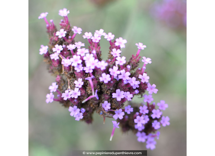 VERBENA bonariensis VERBENA bonariensis