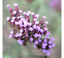 VERBENA bonariensis VERBENA bonariensis
