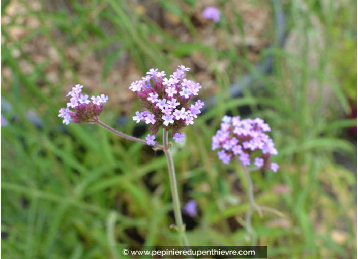 VERBENA bonariensis VERBENA bonariensis