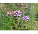 VERBENA bonariensis VERBENA bonariensis