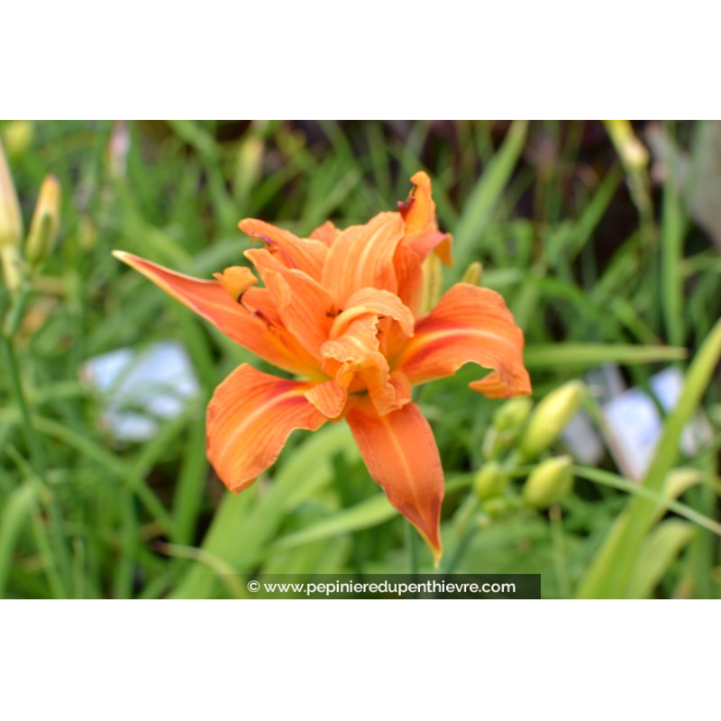 HEMEROCALLIS 'Flore Pleno'