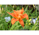 HEMEROCALLIS 'Flore Pleno'
