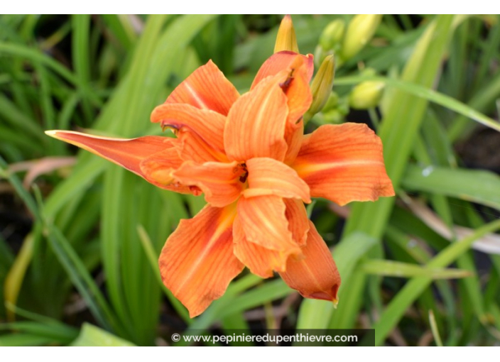 HEMEROCALLIS 'Flore Pleno'