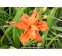 HEMEROCALLIS 'Flore Pleno'