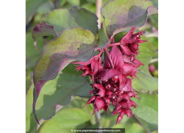 LEYCESTERIA formosa