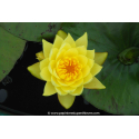 NYMPHAEA 'Joey Tomocick'
NYMPHAEA \'Joey Tomocick\'