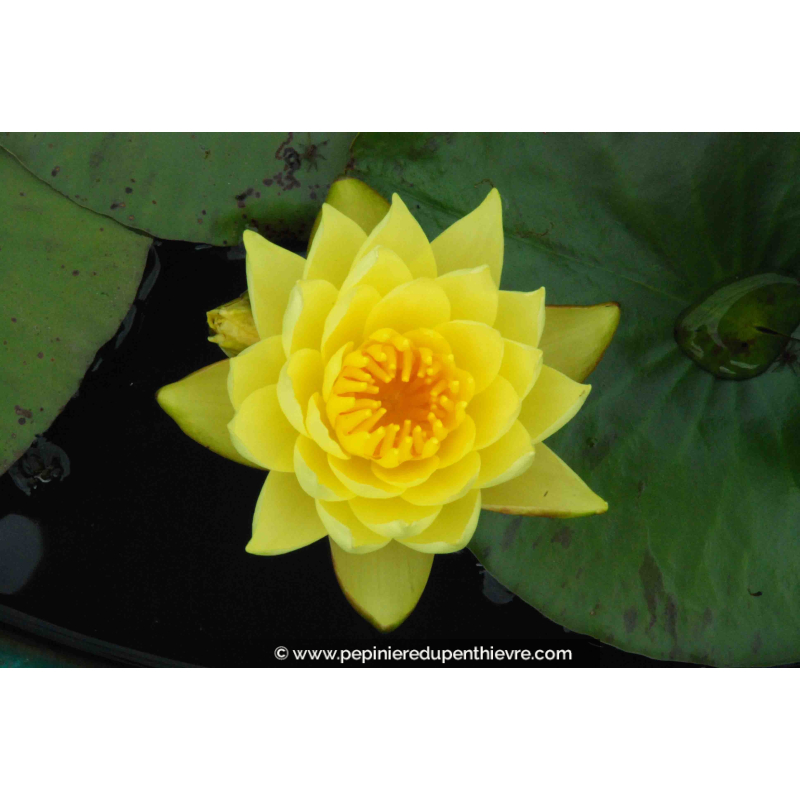 NYMPHAEA 'Joey Tomocick'