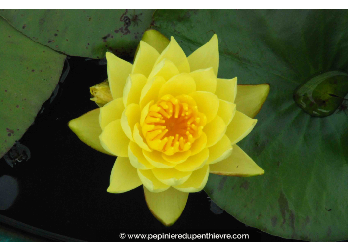 NYMPHAEA 'Joey Tomocick'