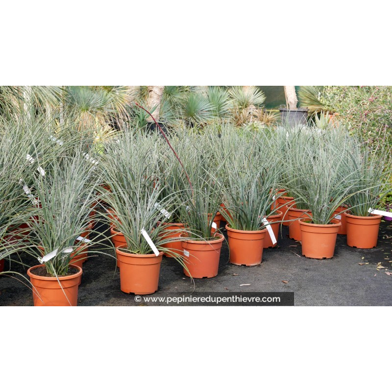 HESPERALOE parviflora - 10 L