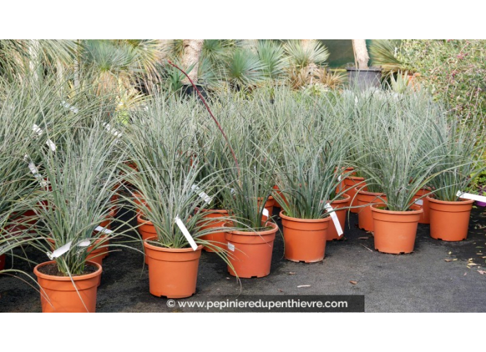 HESPERALOE parviflora - 10 L
