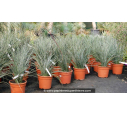 HESPERALOE parviflora - 10 L HESPERALOE parviflora - 10 L