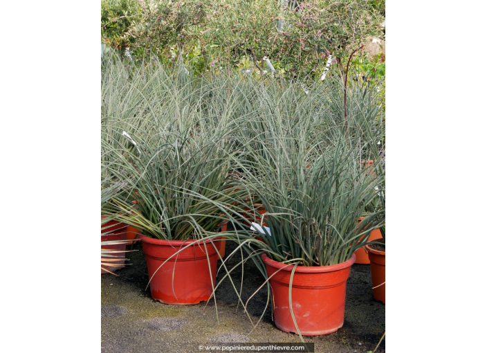 HESPERALOE parviflora - 25 L HESPERALOE parviflora - 25 L