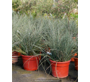 HESPERALOE parviflora - 25 L HESPERALOE parviflora - 25 L