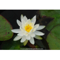NYMPHAEA 'Caroliniana Nivea'
NYMPHAEA \'Caroliniana Nivea\'