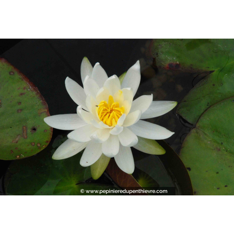 NYMPHAEA 'Caroliniana Nivea'