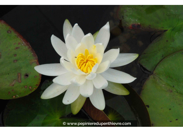 NYMPHAEA 'Caroliniana Nivea'