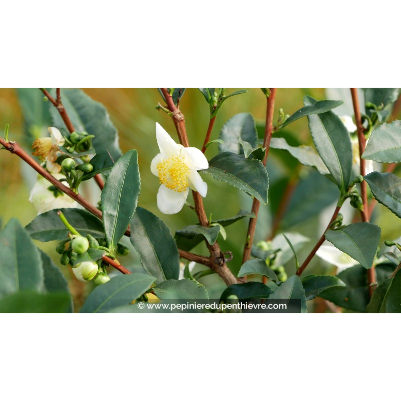 CAMELLIA sinensis