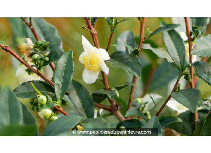 CAMELLIA sinensis