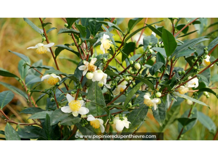 CAMELLIA sinensis