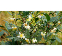 CAMELLIA sinensis