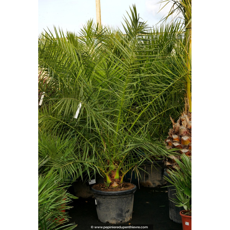 PHOENIX canariensis '175/200'