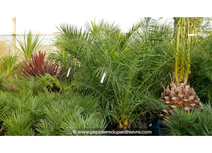 PHOENIX canariensis '175/200'