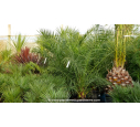 PHOENIX canariensis '175/200'