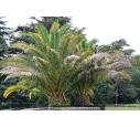 PHOENIX canariensis 'Tronc 60/80'
