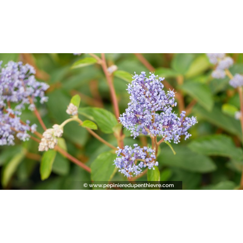 CEANOTHUS x delileanus 'Gloire de versailles'
