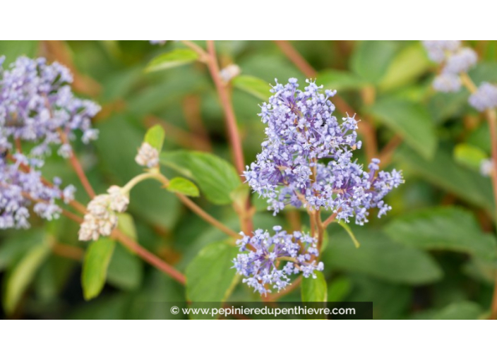 CEANOTHUS x delileanus 'Gloire de versailles'