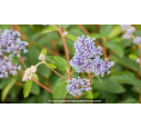 CEANOTHUS x delileanus 'Gloire de versailles' CEANOTHUS x delileanus 'Gloire de versailles'