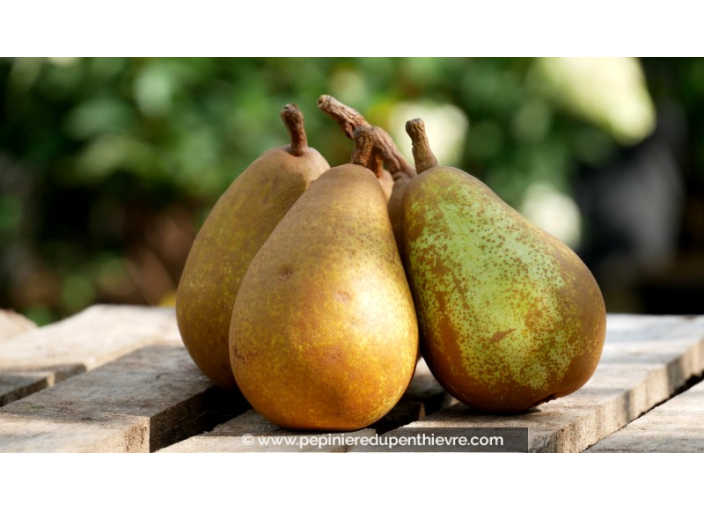 POIRIER 'Beurré Clairgeau'