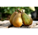 POIRIER 'Beurré Clairgeau'