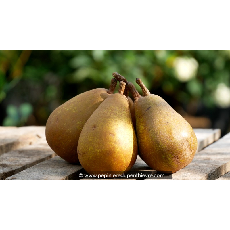 POIRIER 'Beurré Clairgeau'